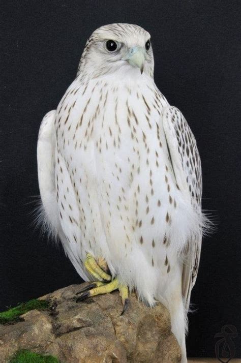 The Rare White Arctic Falcon Beautiful White Feathers Looking Majestic