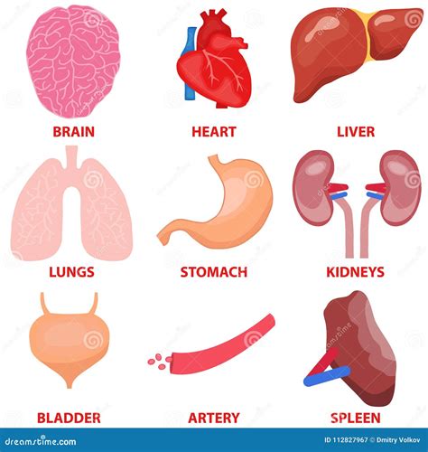 Órganos humanos un sistema de órganos internos del hombre stock de ilustración ilustración de