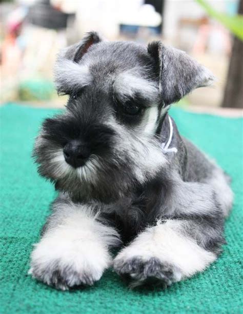 Check spelling or type a new query. Female Miniature Schnauzer Puppy Salt and Pepper colour ...