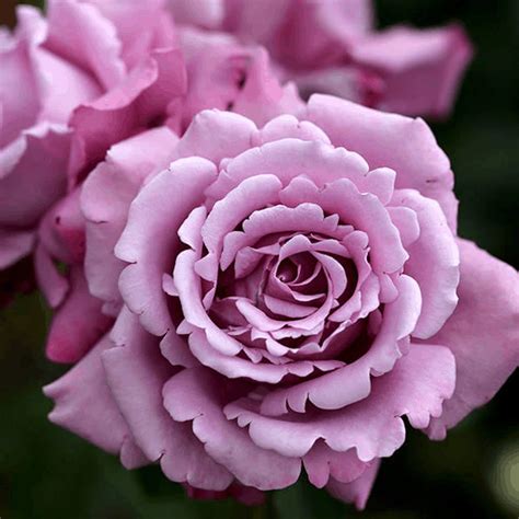 Charles De Gaulle 3ft 90cm Standard Rose Roses Victoria