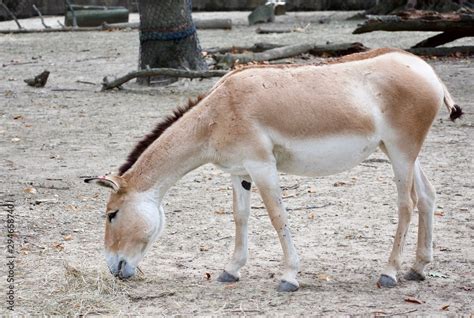 Persian Onager Or Equus Hemionus Onager Walking And Grazing Around
