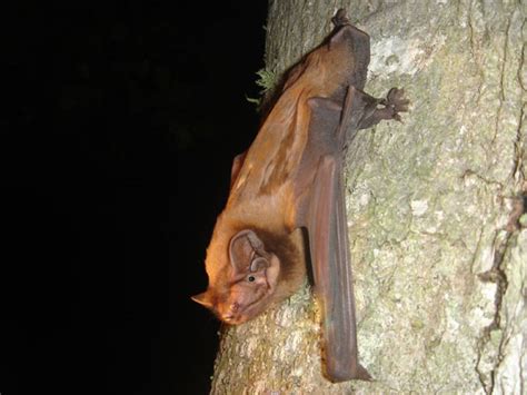 Bats Eating Nocturnally Migrating Songbirds Birdguides