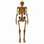 Skeletal System 3D Model  By Renderbot LLC