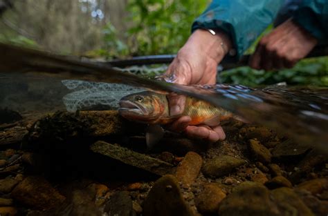 Tus Best Photos Of 2019 Trout Unlimited