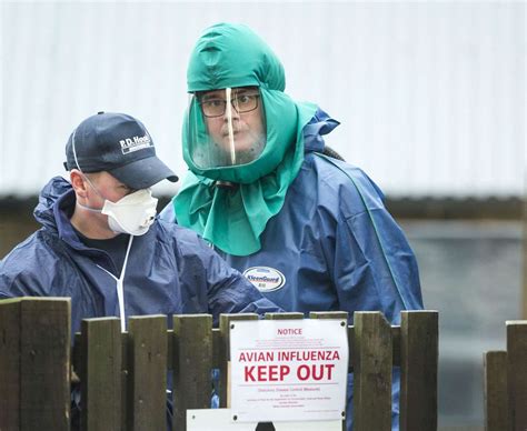 Sections avian influenza (bird flu). Bird flu: Cambridgeshire keepers must follow strict ...