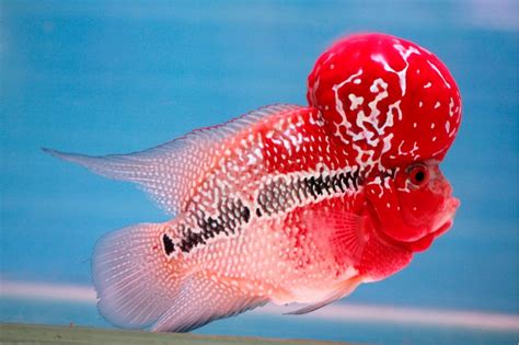 Malaysia Flowerhorn Fish Best Flower Site