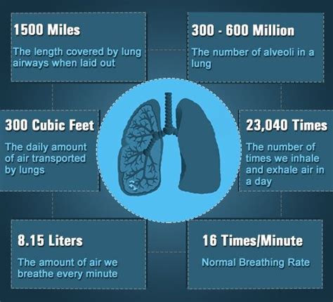 Respiratory System Facts You Might Not Know At All Physiology