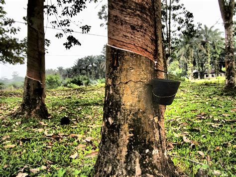 Plan to visit pokok getah pertama, malaysia. File:Pokok Getah.jpg - Wikimedia Commons