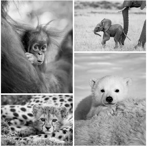 Safari Baby Animals Photo Set Black And White Baby Animal Prints By