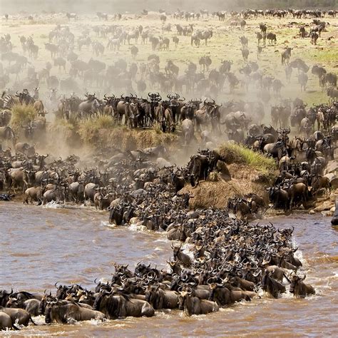 Mara River Maasai Mara National Reserve 2022 What To Know Before You Go