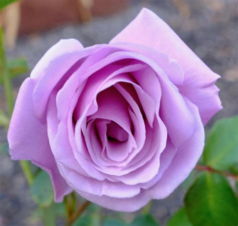 The name of the wars of the roses developed as a result of this symbolism. Rose (Rosa 'Sterling Silver') in the Roses Database ...