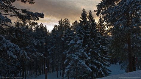Pine Trees Wallpapers - Wallpaper Cave