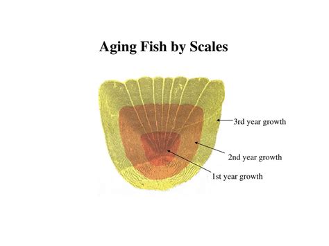 Ppt Age Growth And Mortality Of Fish Powerpoint Presentation Free
