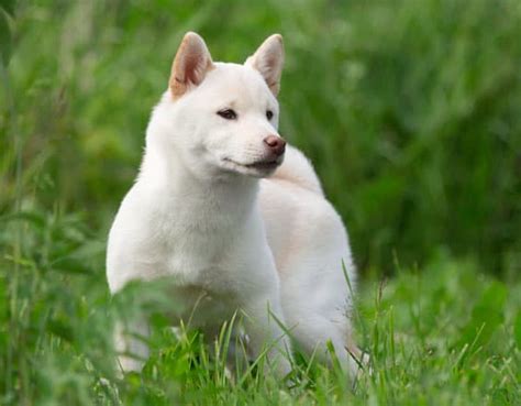 The Cream Shiba Inu The Facts And The Controversy My First Shiba Inu