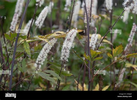 White Flower Heads And Purple Stems On A Baneberry Plant Actaea