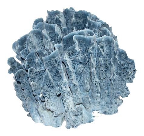 Today, i'm featuring blue and white from one room challenge linking participants. Large Blue Coral Specimen on Chairish.com | Coral blue ...