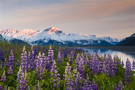 Scenic View Of Lupine Along Turnagain Arm At Sunset Near Twentymile