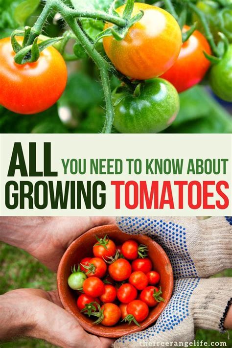 Everything You Need To Know About Growing Tomatoes Growing Organic