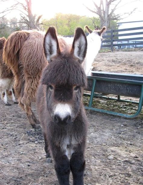 103 Best Miniature Sicilian Donkeys Images On Pinterest Donkey