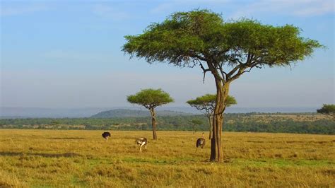 Maasai Mara Trees Masai Mara Trees Kenya Tours Kenya Safaris