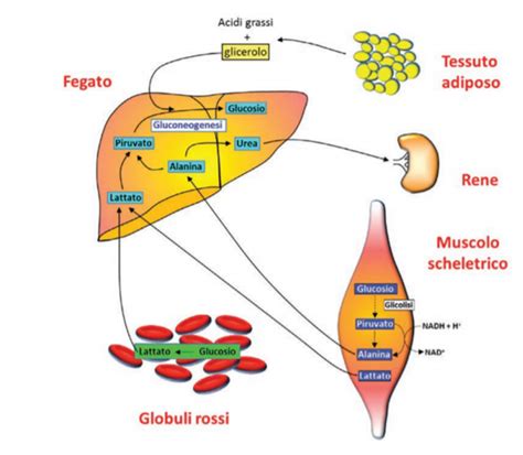 Il Metabolismo Dei Carboidrati Un Riassunto Schematico Dei Processi