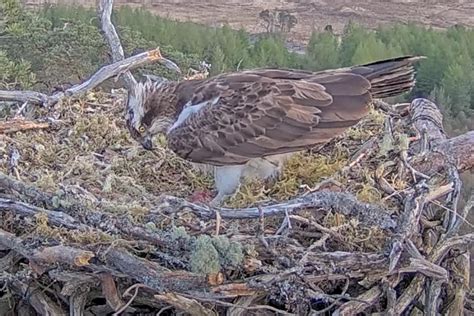 Famous Osprey Dorcha Lays First Egg Of The Season The Independent