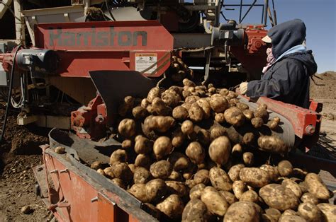 Us Potato Exports Hit Record Levels Potato Grower Magazine