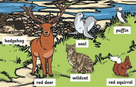 Wildlife In Scotland Native Scottish Animals Wiki Page