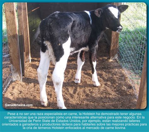 CÓmo Criar Terneros Holstein Para La ProducciÓn De Carne Ganaderia