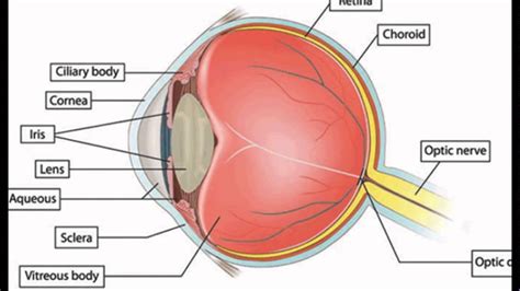 Picture Of The Eye Anatomy Youtube