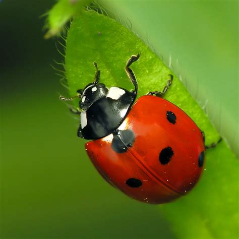 7 Spotted Ladybug Coccinella Septempunctata Sq1 The Wild Life