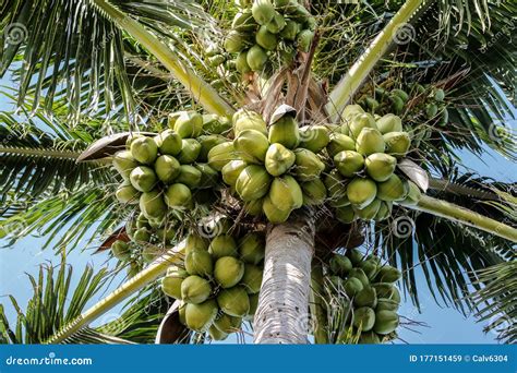 Coconuts Blooming On A Coconut Palm Tree In Florida Stock Image