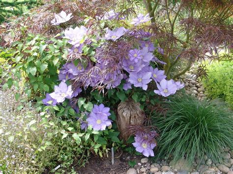 Medium size flowers produced over. Clematis in Containers
