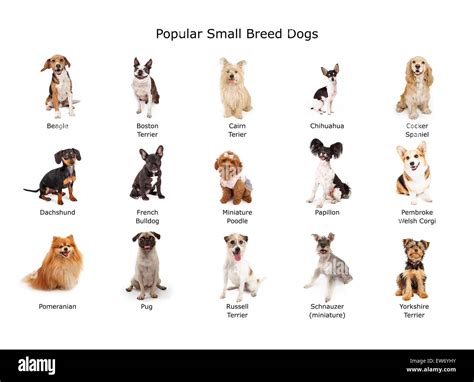 A Group Of Fifteen Common Small Breed Domestic Dogs Stock Photo Alamy