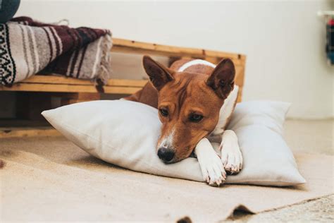 I found mine were quickly back to normal and it was a problem keeping them quiet! When Should a Dog Be Spayed? | Hill's Pet