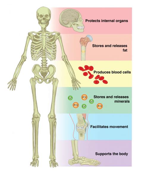 The human skeleton creates structure, provides connection and support for muscles. Skeletal System | Introduction , Parts, Functions, Diagram ...