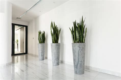 It was cool to walk through. Office Plants - Rental and Plant Maintentance - Flower Station