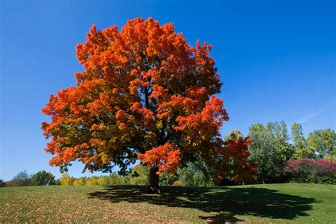 Fall Series 5 Best Trees For Fall Color • Preen