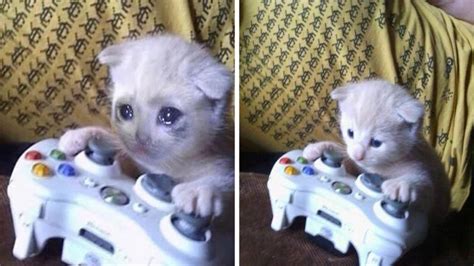 Sad Gaming Cat Cat On Xbox Know Your Meme