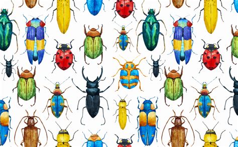 Download Coloful Bugs Wallpaper For Walls Entomology By Randymoody