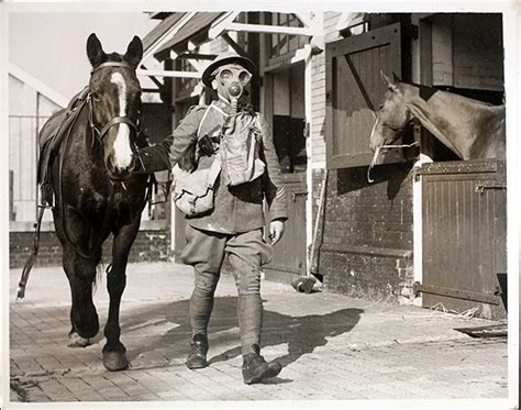 The Real War Horses Of Ww1 Forces War Records Blog