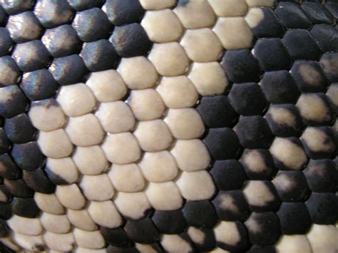 Snake Texture Close Up Art Patterns In Nature Reptile Skin