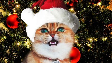 Funny Christmas Cats Sing Deck The Halls Fa La La