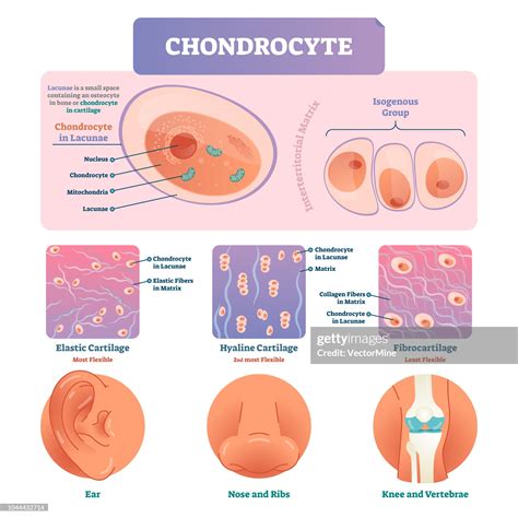 chondrocyte vector illustration infographic medical labeled biology diagram image