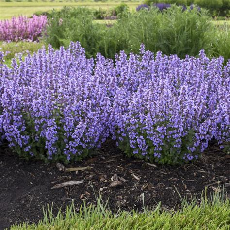 I highly recommend cats pajamas by jackson and perkins nursery. Top 20 Best-Selling Proven Winners Perennials | Proven Winners