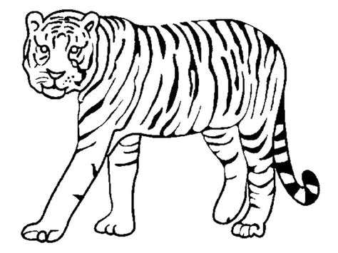 Desenhos De Um Tigre Para Colorir E Imprimir Colorironline Com