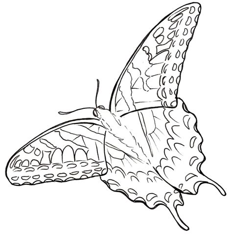 Eastern Tiger Swallowtail Butterfly Drawing