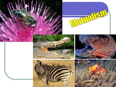 Ppt Chapter 4 Symbiotic Relationships Powerpoint Presentation Free
