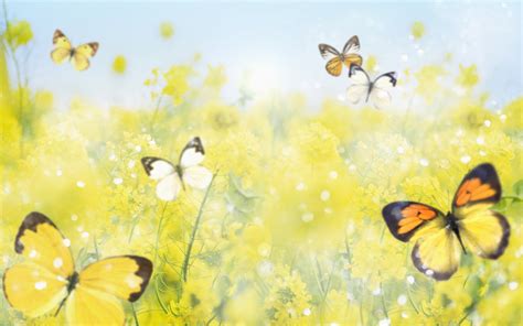 Yellow Butterfly Wallpapers Beautiful Butterflies With Flowers