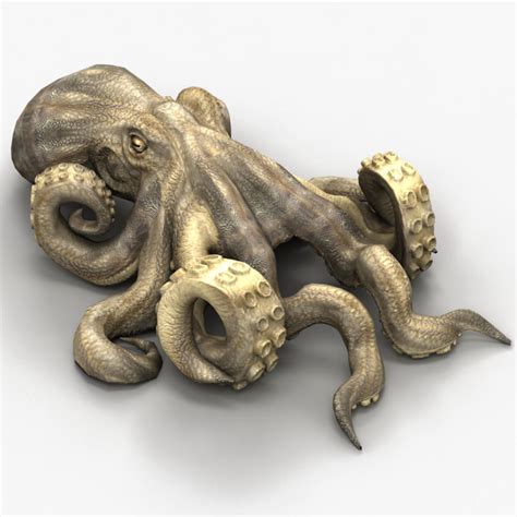 D Model Octopus